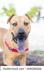 Close-up Of Curious Dog With Perked Up Ears	
