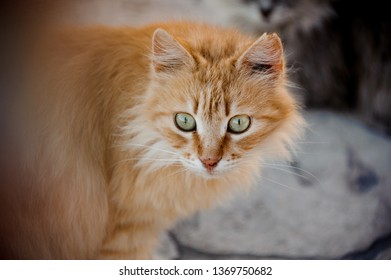 Close-up of the curious, fluffy ginger cat with green eyes with another cat on background