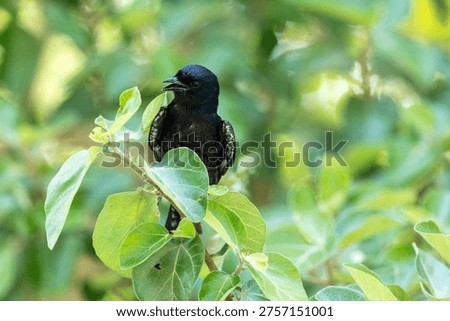 Closeup of a curious Fork-tailed drongo with an open beack perched in a lush garden in Maun, Botswana