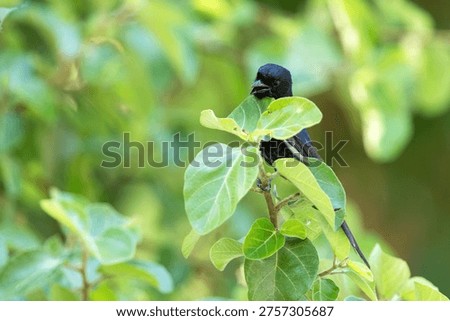 Closeup of a curious Fork-tailed drongo with an open beack perched in a lush garden in Maun, Botswana