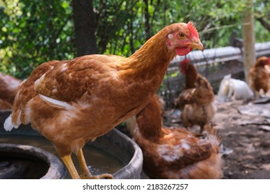 Close-up Curious Free-range Chicken Hens On Organic Family Farm Looking Ahead