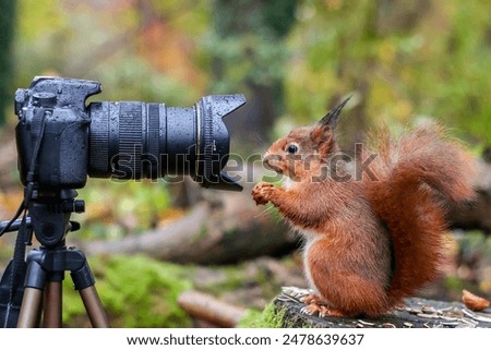 A closeup of a curious gray squirrel looking into a camera lens in a forest