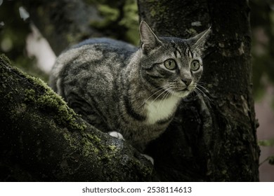 A closeup of a curious green-eyed tabby cat standing on a tree branch in a dark forest - Powered by Shutterstock