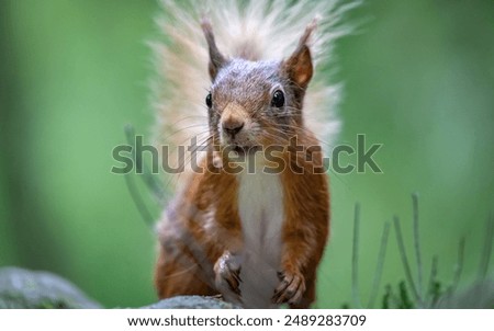 Similar – Image, Stock Photo Red Squirrel. Eating