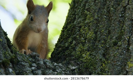 Close-up of a curious red squirrel looking forward while perched on a textured tree.