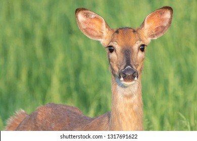 Close-up of curious white-tailed deer in field, Berks County, Pennsylvania.