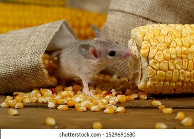 Closeup Curious Young Gray Mouse Lurk Near The Corn And Burlap Bags On The Floor Of The Warehouse. Concept Of Rodent Control. 