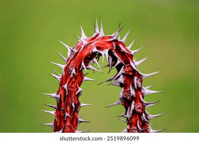 Close-up of curved, spiny stems that are reddish brown in color. With a blurry green background. The spines are sharp and prominent, varying in size. - Powered by Shutterstock