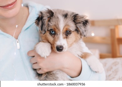 Australian Shepherd Puppy Images Stock Photos Vectors Shutterstock