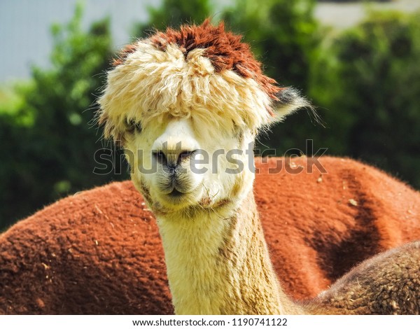 Closeup Cute Alpaca Face September 27 Stock Photo Edit Now