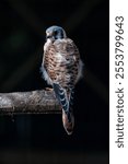 A closeup of a cute American kestrel (Falco sparverius) on a branch with dark background