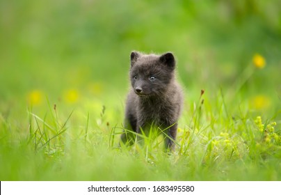 Closeup Cute Arctic Fox Cub Meadow Stock Photo 1683495580 | Shutterstock