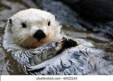 Closeup Of A Cute Arctic Sea Otter Relaxing In The Water