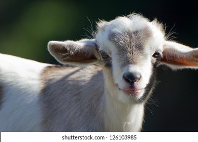 Close-up Of A Cute Baby Goat