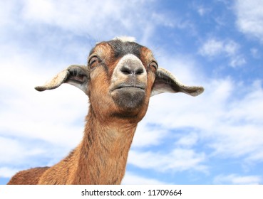 Closeup Cute Baby Goat Against Cloudy Stock Photo 11709664 | Shutterstock