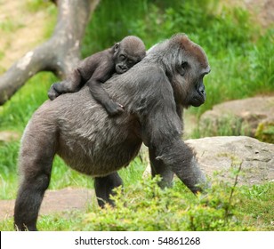 close-up of a cute baby gorilla and mother