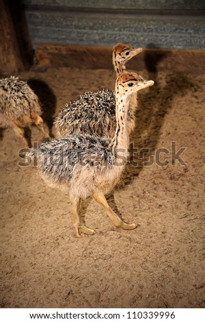 Closeup Cute Baby Ostrich Selective Focus Stock Photo Edit Now