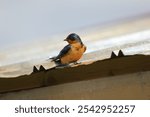 A closeup of a cute Barn Swallow on roof