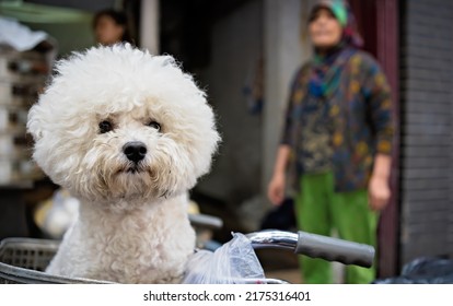 A closeup of a cute bichon frise dog in a bicycle basket under the sunlight