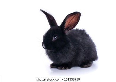 closeup-cute-black-rabbit-eating-260nw-151338959.jpg