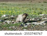 A closeup of a cute Bobak Marmot on a rocky land outdoors