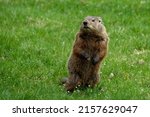 A closeup of a cute brown fluffy Bobak marmot (Marmota boba) on its back feet on the grass