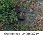 Close-up of a cute California Beach gopher popping out of its burrow at Zuma Beach, Malibu, Southern California