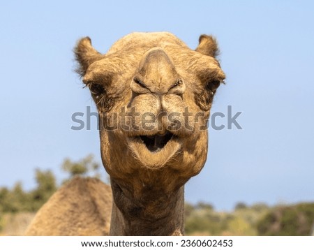 Close-up of cute camel face, front view