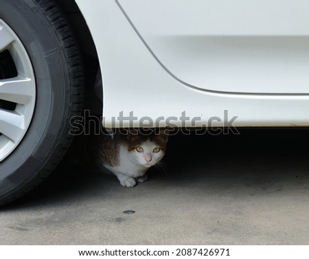 Closeup a cute cat hiding under the car in parking lot and looking at the camera 