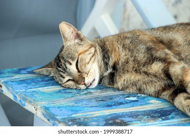 ねこ 横向き の画像 写真素材 ベクター画像 Shutterstock