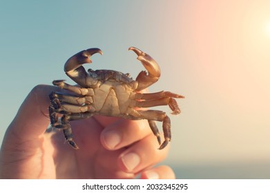 Close-up of cute children's hands holding a sea crab on the beach by the sea. Happy children's outdoor games in summer. The concept of love for nature. - Powered by Shutterstock