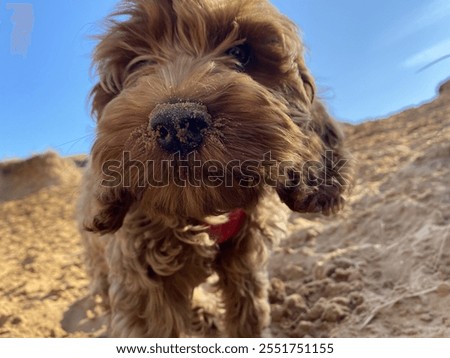 Close-up of a cute cockapoo puppy at the beach 