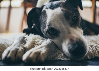 Close-up Of A Cute Dog Lying On A Carpet With Begging Eyes. Petlife.