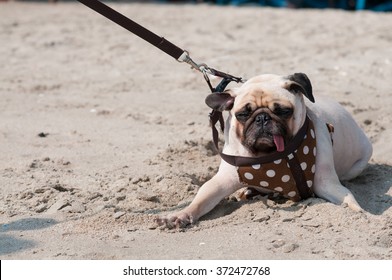 Close-up cute dog pug wink eye fear and afraid water sea beach when people try to pull to play swim on sand