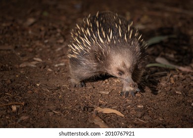 A Closeup Of A Cute Echidna Scientific Name Tachyglossidae