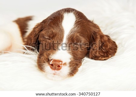 Closeup Cute English Springer Spaniel Sleeping Stock Photo Edit