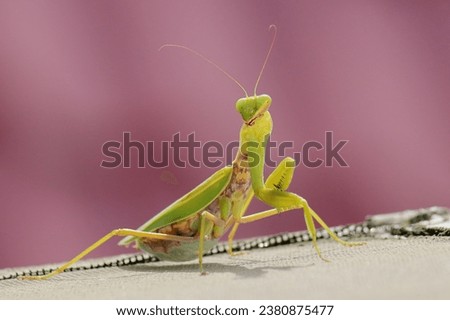 Close-up of a cute European mantis (Mantis religiosa). The mantis was large (it measured 8 cm long). That is why it was a female (males are smaller)