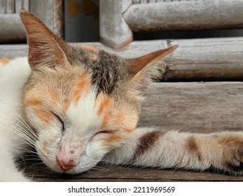 Close-up Of A Cute Female Cat's Face And Adorable Sleeping On A Wooden Chair Outdoor