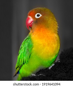 Lovebirds High Res Stock Images Shutterstock