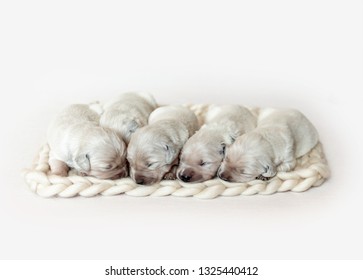 Golden Retriever Puppy Sleeping Images Stock Photos Vectors