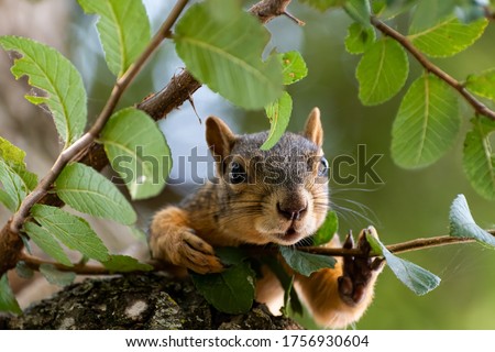 Closeup of a cute, furry Easter Fox Squirrel peeking through the leaves and branches of an Oak tree as it watches something below with curiosity.