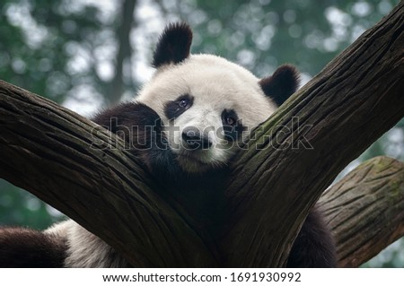 Closeup of cute giant panda bear in tree