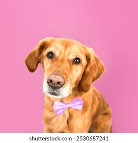 Closeup of a cute golden retriever dog wearing a purple bow tie against a pink background - Powered by Shutterstock