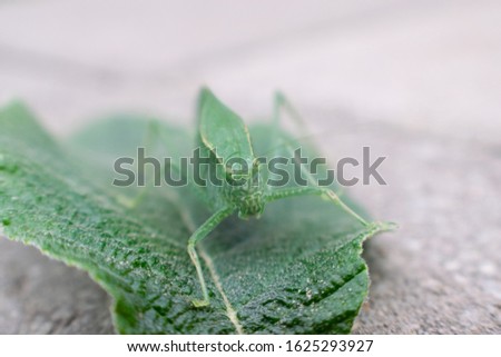 Closeup of a cute green katydid