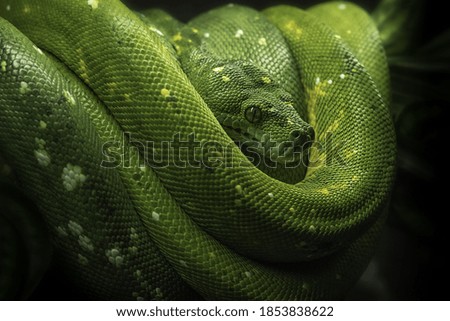 Green tree python Snake