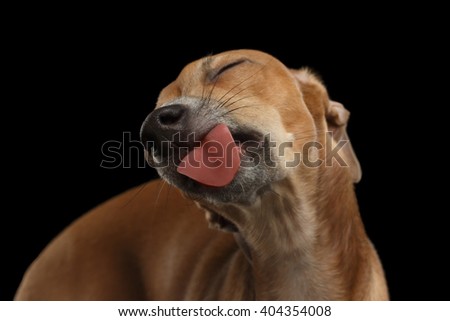 Closeup Cute Italian Greyhound Dog Licked with pleasure on Black isolated background
