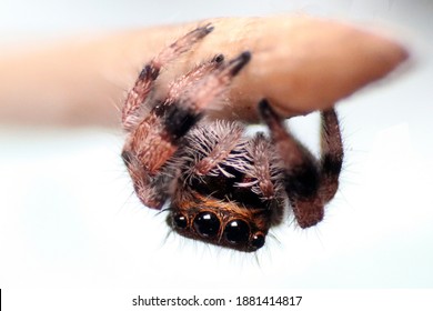 Close-up Of Cute Jumping Spider Hanging On A Toothpick. Macro Photo Of Cute Baby Phidippus Regius With Big Eyes. 