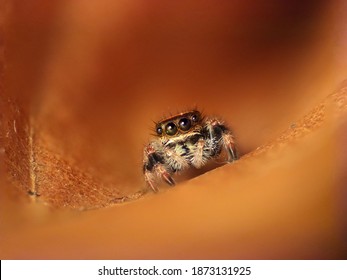 Close-up Of Cute Jumping Spider On A Brown Leaf. Macro Photo Of Cute Baby Phidippus Regius With Big Eyes. Leaf Texture.