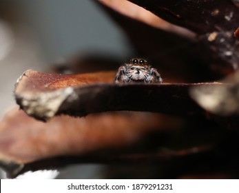 Close-up Of Cute Jumping Spider Sitting In A Pine Cone. Macro Photo Of Cute Baby Phidippus Regius With Big Eyes. 