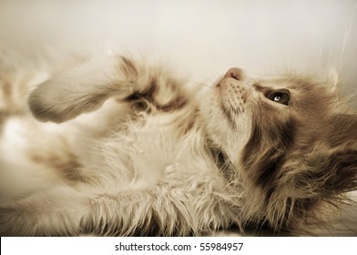 close-up of cute kitten laying - Powered by Shutterstock